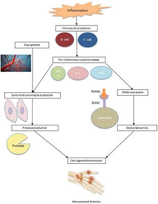 rheumatoid arthritis pathogenesis)